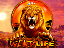 Wild Life Slot Machine Free Play